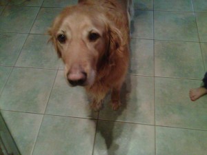 chase dog cookies1