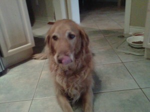 chase dog cookies2